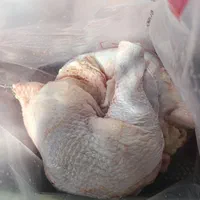 پخش مرغ گرم