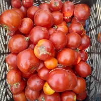 گوجه بازاری وربی