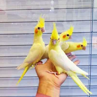 جوجه عروس هلندی رام دستی تاج بلند و قدبلند و تپلی