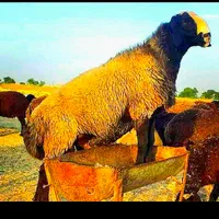*جایگاه مرکزی*دامِ زنده/نصفه گوشت تضمینی/خونی|حیوانات مزرعه|مشهد, جانباز|دیوار