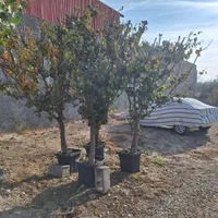 درخت و نهال بزرگ و درشت تنه دار