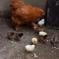 جوجه دورگ گلین،گلپایگان