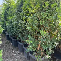 یاس هلندی سطلی جعبه ای جنگلی لوله ای و قیچی خورده|گل و گیاه طبیعی|تهران, هروی|دیوار