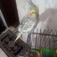 عروس هلندی سخنگو
