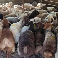 دام زنده در صادقیه پونک شهرک آزادی حصارک گوسفند|حیوانات مزرعه|تهران, صادقیه|دیوار