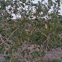 فروش باغ پسته ۱۷ من ، بوری آباد|فروش زمین و ملک کلنگی|تربت‌حیدریه, فردوسی جنوبی|دیوار