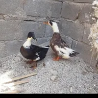 مجسمه اردک وخروس