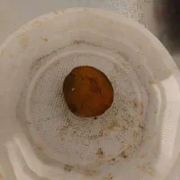 سنگ صفرا گاو در سراسر کشور خریداریم|بدلیجات|تهران, مهران (سیدخندان)|دیوار