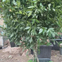 گل رز هلندی ، گل شمشاد و...|خدمات باغبانی و درختکاری|فردیس, |دیوار