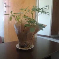 استخدام کارگر روزمزدی در شرکت خدماتی