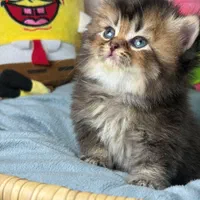 گربه ها بهترین بهترین همدم های خانگی|گربه|اصفهان, احمدآباد|دیوار