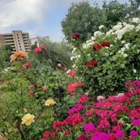 خدمات باغبانی ودرختکاری،چمن زنی،شمشاد،نیزار،نخل|خدمات باغبانی و درختکاری|آبادان, |دیوار