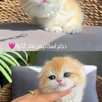 شهر گربه های ملوس و ناناز ( مجموعه گربه )|گربه|رشت, دیلمان|دیوار