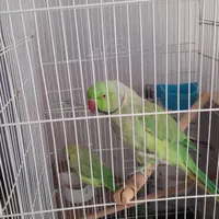 طوطی ملنگو|پرنده|خمینی‌شهر, |دیوار