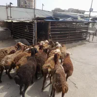 اصل مغان و افشار کم دنبه چربی و گوسفند کم شکم زنده|حیوانات مزرعه|تهران, سعادت‌آباد|دیوار