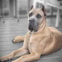 توله CANE CORSO معروف به ماستیف ایتالیایی|سگ|تهران, آرارات|دیوار