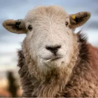 کاروانسرای افشار عرضه گوسفند بره نر بهداشتی|حیوانات مزرعه|تهران, جنت‌آباد شمالی|دیوار