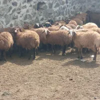 گوسفند مغان بیجار بجنورد افشار کردستان زنده باقصاب|حیوانات مزرعه|کرج, کیانمهر|دیوار
