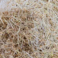کارگاه تخصصی تولید جوانه گندم|خوردنی و آشامیدنی|اصفهان, باغ زیار|دیوار