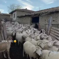 پخش گوسفندمغان زنده تهران