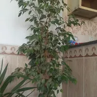 گل طبیعی|گل و گیاه طبیعی|جوانرود, |دیوار