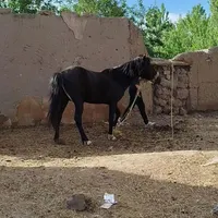 سلام دوستان این اسب گم شده|حیوانات|خوی, |دیوار