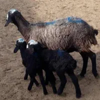 گوسفند گله قـوچ شـال|حیوانات مزرعه|تربتحیدریه, قاسم آباد|دیوار