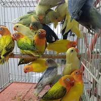 جوجه کوتوله،عروس هلندی،گرینچیک از یکروزه تا دوماهه