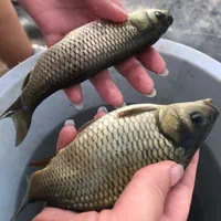 بچه ماهی کپور و امور و آزاد و کوی|ماهی|تهران, جنتآباد شمالی|دیوار