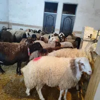 فروش گوسفند زنده بره محلی(همراه با قصاب )|حیوانات مزرعه|قم, یزدان‌شهر|دیوار