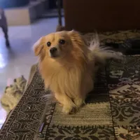 سگ گمشده