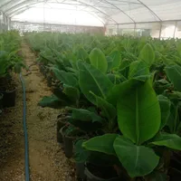 فروش انواع نهال گرمسیری مثمر و غیر مثمر|خدمات باغبانی و درختکاری|بوشهر, |دیوار