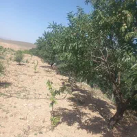 1000متر باغ بادام گیلاس تک دانه100متری آسفالت|فروش دفتر صنعتی، کشاورزی، تجاری|خمینی‌شهر, |دیوار