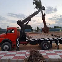 انواع نخل خرما برحی و غیره درخت نهال گل