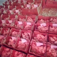 پخش جوجه بوقلمون گوشتی بیوتی۶سنگین وزن تولید گیلان|حیوانات مزرعه|رشت, انصاری|دیوار