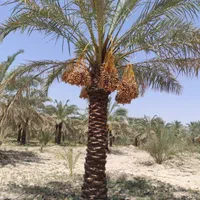 نخل سعدی و حافظ در شیراز|خدمات باغبانی و درختکاری|شیراز, قصرالدشت|دیوار