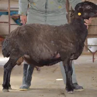 /×/گوسفند و بره نژادهاجهت قربانی دام زنده|حیوانات مزرعه|تهران, دروازه شمیران|دیوار