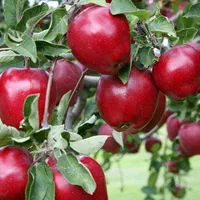 فروش انواع نهال اصلاح شده از یکساله تا پنج ساله|خدمات باغبانی و درختکاری|طالقان, |دیوار