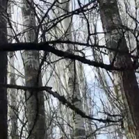 چوب بر|خدمات باغبانی و درختکاری|نظرآباد, |دیوار