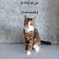 واگذرازی ۴تا پیشی ناز|گربه|تهران, هاشمی|دیوار