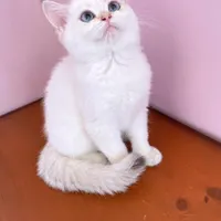گربه های اصیل خونگی تو از ما بگیر ( irancats)|گربه|شیراز, کوی طلاب|دیوار