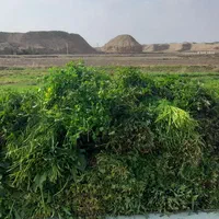 سبزی خورشتی تازه تمیز بدون یه زره اب