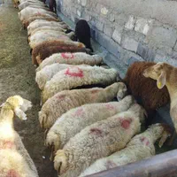 کشتارگاه گوسفند زنده زنده یاد