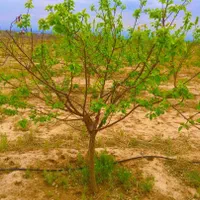 باغ مجموعه آب برق شاهنامه گوارشکz1000بنلی کلیکs|فروش زمین و ملک کلنگی|مشهد, جاهد شهر|دیوار