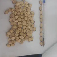 خشک کردن،بوجاری و سورت تخمه هندوانه،آفتابگردان،کدو|خدمات باغبانی و درختکاری|مینودشت, |دیوار