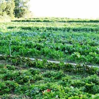 باغ و زمین با چاه آب