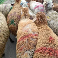 دام زنده در البرز ارسال با قصاب دهقان|حیوانات مزرعه|کرج, عظیمیه|دیوار