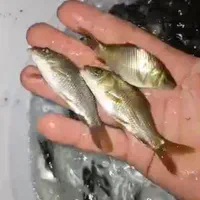 بچه ماهی کپورواموروفیتوفاک و فیتوفاک|ماهی|کرمانشاه, |دیوار