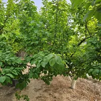 باغ و باغچه147متری /آب و کنتوربرق/درختان10ساله|فروش زمین و ملک کلنگی|تهران, امیریه|دیوار