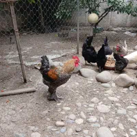 تعدادی خروس بسیار زیبا و با اصل ونصب